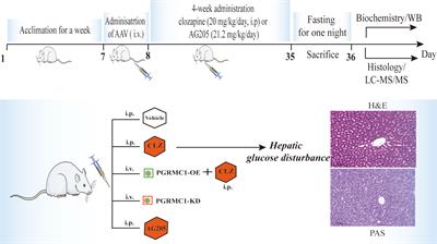 Clozapine Induced Disturbances in Hepatic Glucose Metabolism: The Potential Role of PGRMC1 Signaling